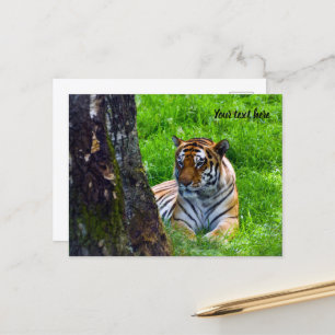 Cartão postal do Tigre de Amur