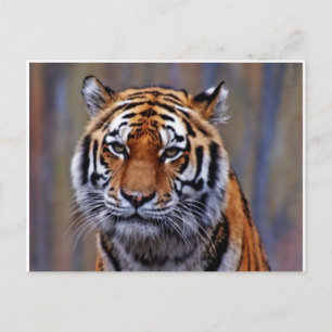 Cartão Postal do Tigre-de-bengala