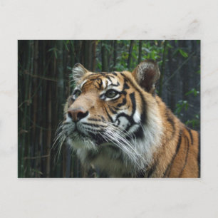 Cartão postal do tigre de Sumatra