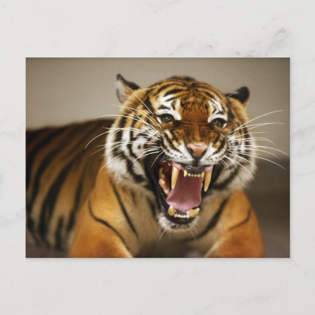 Cartão postal do Tigre Malaio #2 (Frente)