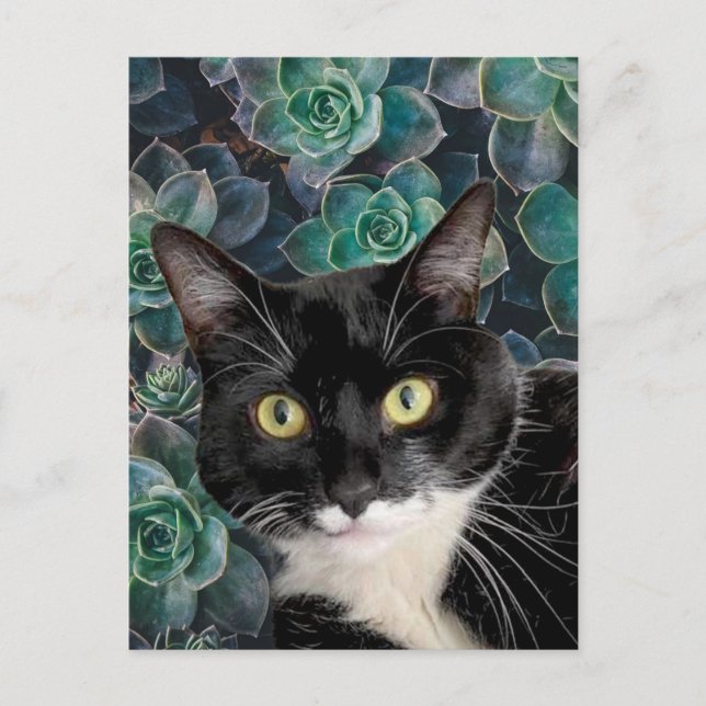 Cartão Postal do Top Cat (Frente)