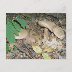 Cartão postal do trio de cogumelos de camurça