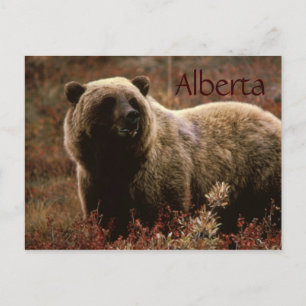 cartão postal do urso pardo de Alberta