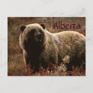 cartão postal do urso pardo de Alberta