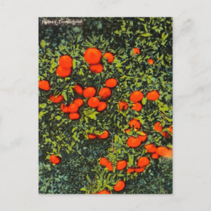 Cartão postal do Viagem de tangerinas Vintage Flor