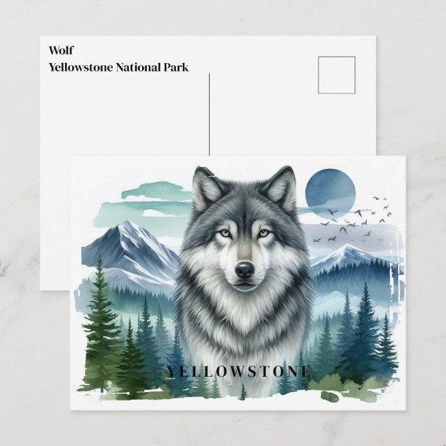 Cartão postal do Wolf Yellowstone (Frente/Verso)