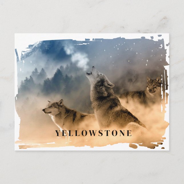 Cartão postal do Wolf Yellowstone (Frente)