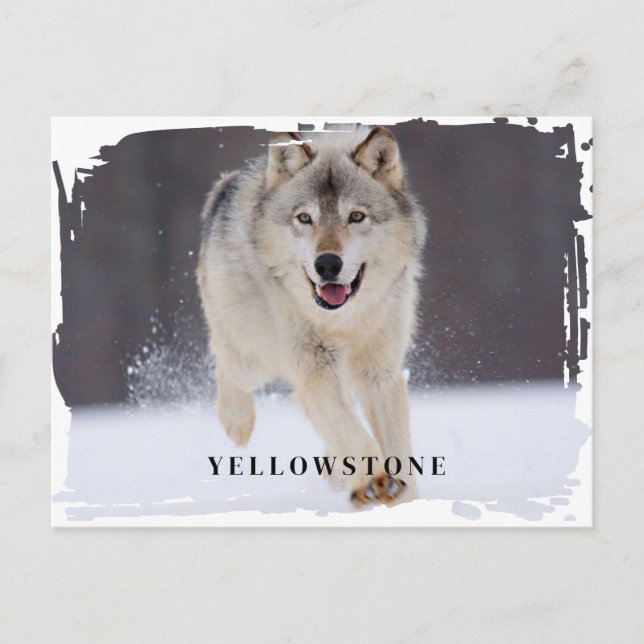Cartão postal do Wolf Yellowstone (Frente)