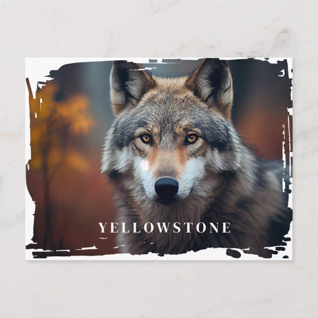 Cartão postal do Wolf Yellowstone (Frente)