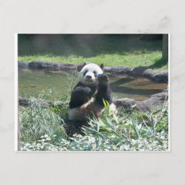 Cartão postal do Zoo Panda Bear Memphis