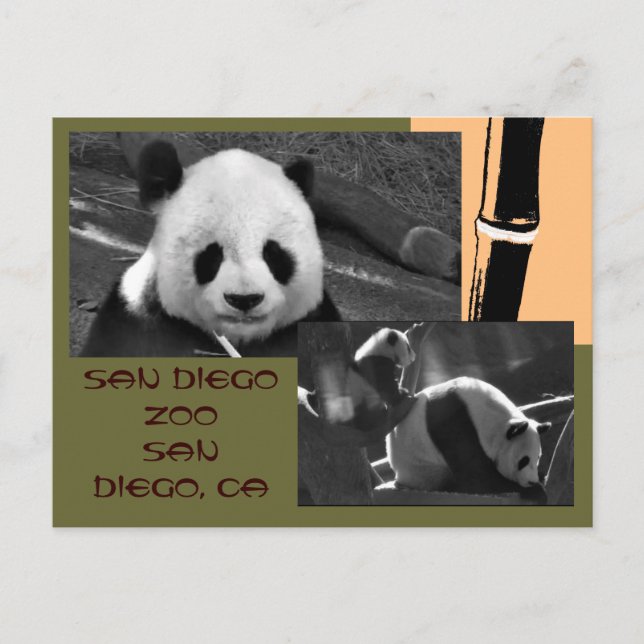 Cartão postal do Zoo Panda San Diego (Frente)