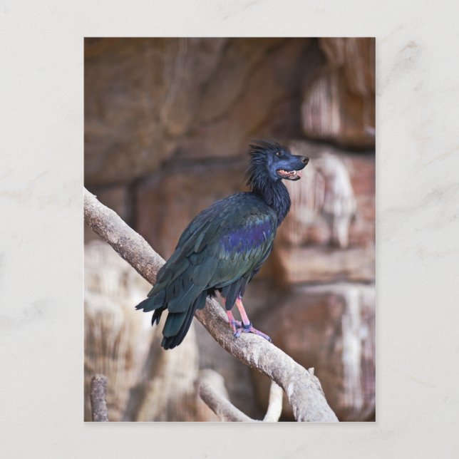 Cartão Postal Dobbibis (Frente)