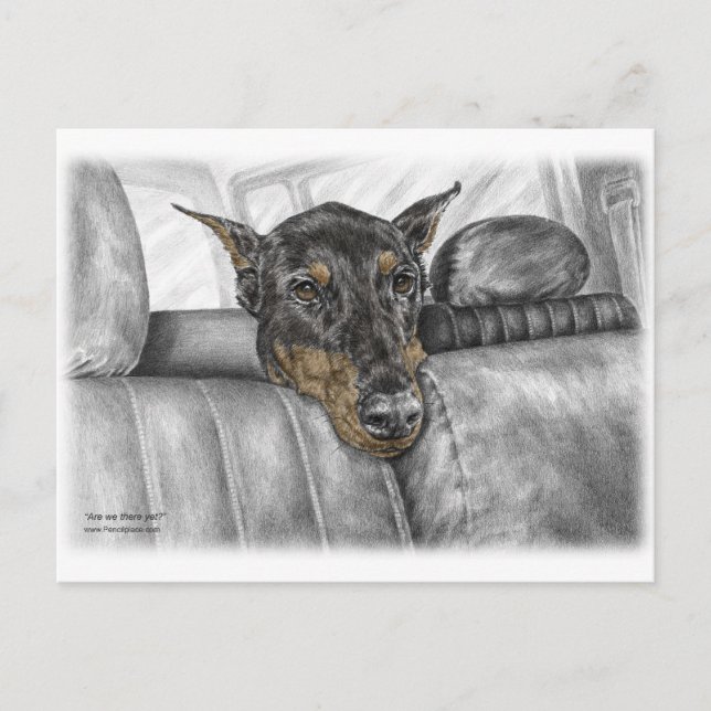 Cartão Postal Doberman a viajar de carro (Frente)