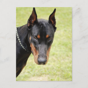 cartão postal doberman assustador