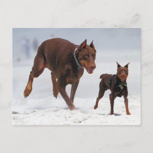 Cartão Postal Doberman e Min Pin - OLHA! Um Mini Eu!
