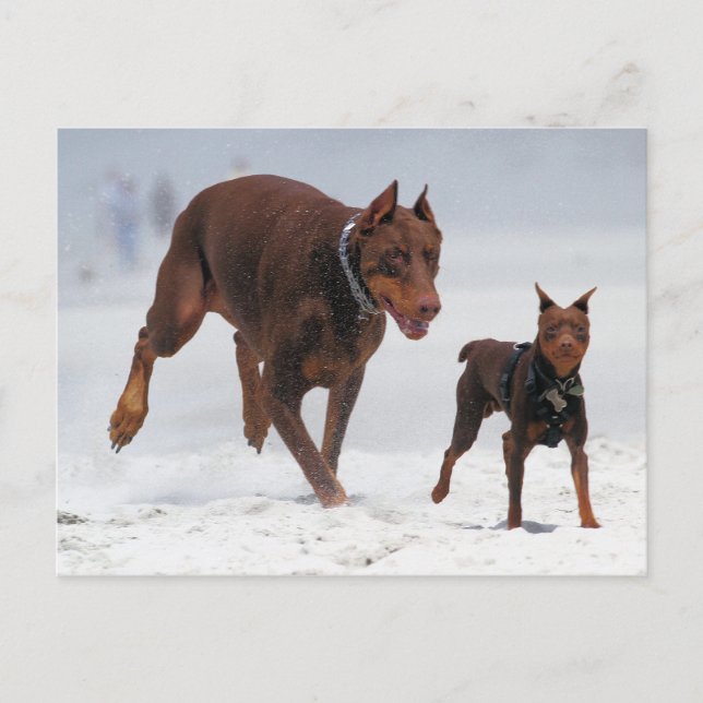 Cartão Postal Doberman e Min Pin - OLHA! Um Mini Eu! (Frente)