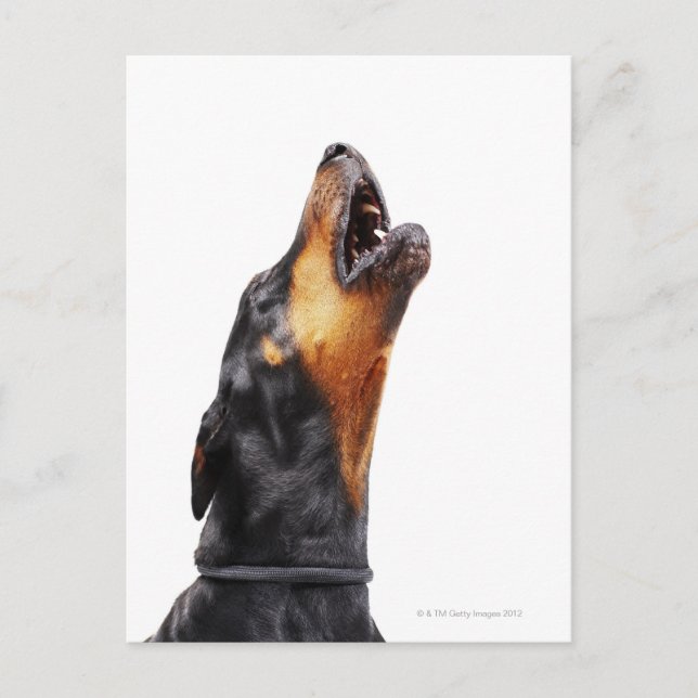 Cartão Postal Doberman Howling (Frente)