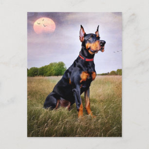 Cartão Postal Doberman Pinscher