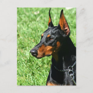 Cartão postal Doberman Pinscher