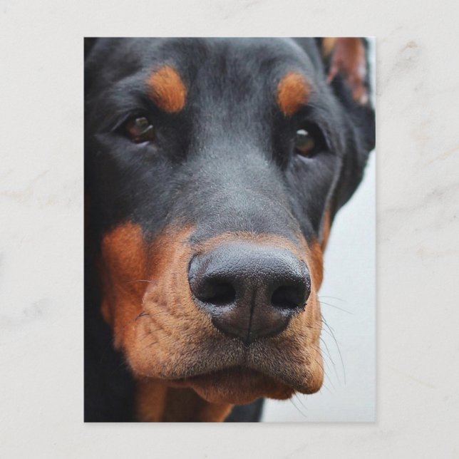 Cartão Postal Doberman Pinscher (Frente)
