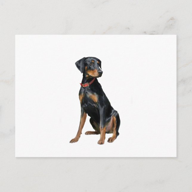 Cartão Postal Doberman Pinscher (natural) (Frente)
