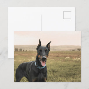 Cartão Postal Doberman Pinscher No Campo