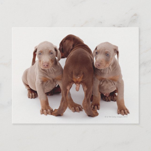 Cartão Postal Doberman Pinscher Puppies (Frente)
