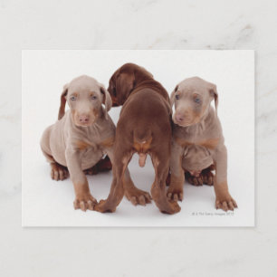 Cartão Postal Doberman Pinscher Puppies