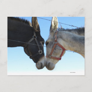 Cartão Postal Dobra Por Aí