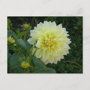 Cartão Postal Doce Amarelo Dahlia