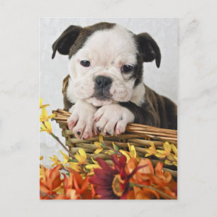 Cartão Postal Doce Bulldog Puppy