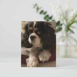 Cartão Postal Doce Cavalier King Charles Spaniel Dog de três co