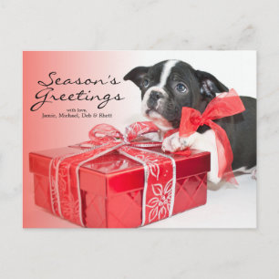 Cartão Postal Doce de Boston Terrier