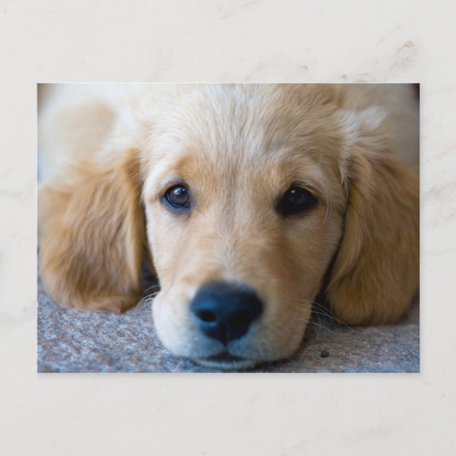 Cartão Postal Doce, Doce Cachorro (Frente)