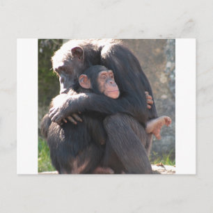 Cartão Postal Doce! Dois chimpanzés compartilham um abraço ado