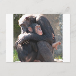Cartão Postal Doce! Dois chimpanzés compartilham um abraço adorá