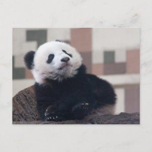 Cartão Postal Doce Giant Panda Baby