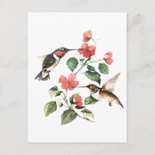 Cartão Postal Doce Vintage Par Floral Hummingbird