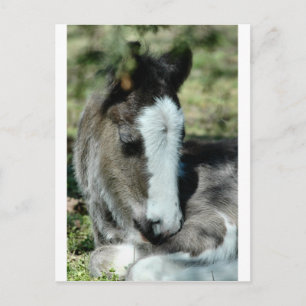 Cartão Postal Doces Sonhos