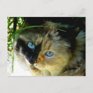 Cartão Postal Docinho