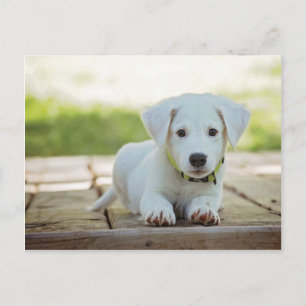 Cartão Postal Docinho Puppy com seu texto