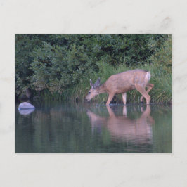 Cartão Postal Doe Mule Deer Early Morning