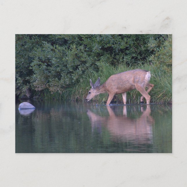Cartão Postal Doe Mule Deer Early Morning (Frente)