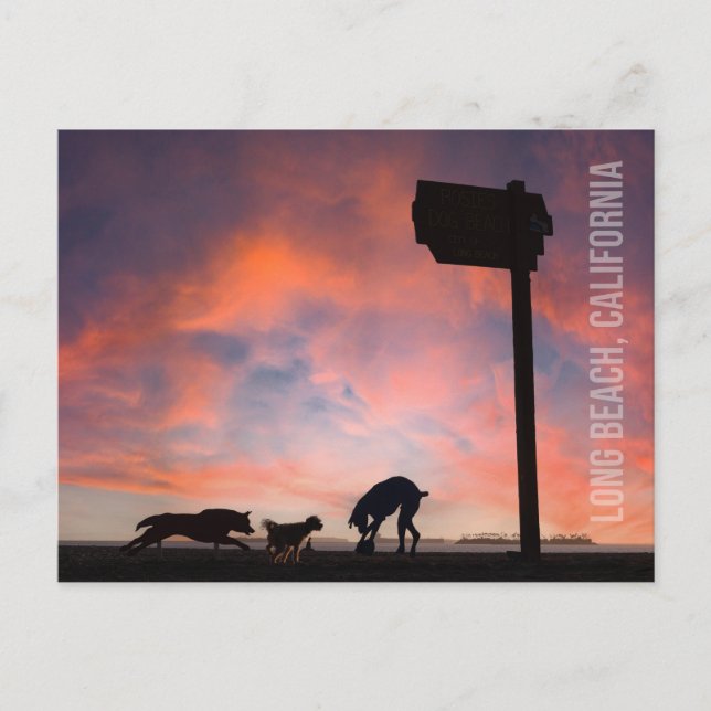 Cartão Postal Dog Beach em Sunset - Long Beach, Califórnia (Frente)