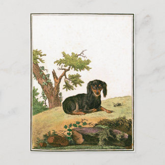 Cartão Postal Dog - Continental Toy Spaniel