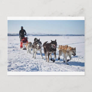 Cartão Postal Dog Mushing Alaska