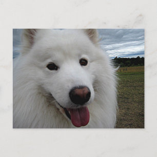 Cartão Postal Dog Park Samoyed