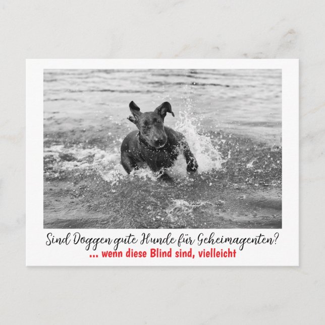 Cartão Postal Dogge: der Hund für Geheimagenten  (Frente)