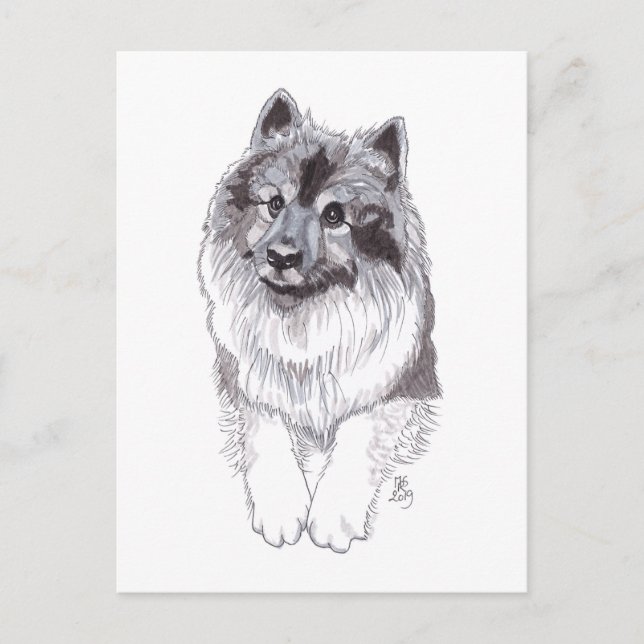 Cartão postal Doggust 2019 Keeshond (Frente)