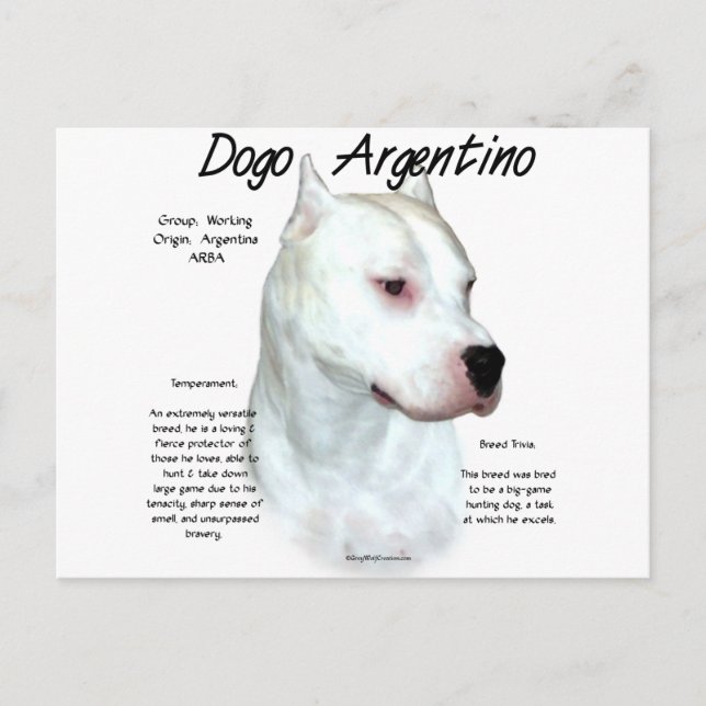 Cartão Postal Dogo Argentino History Design (Frente)